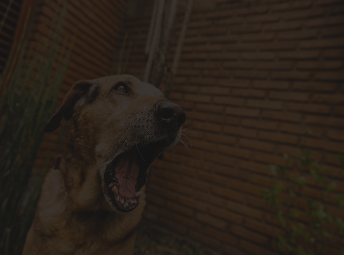 dog attack